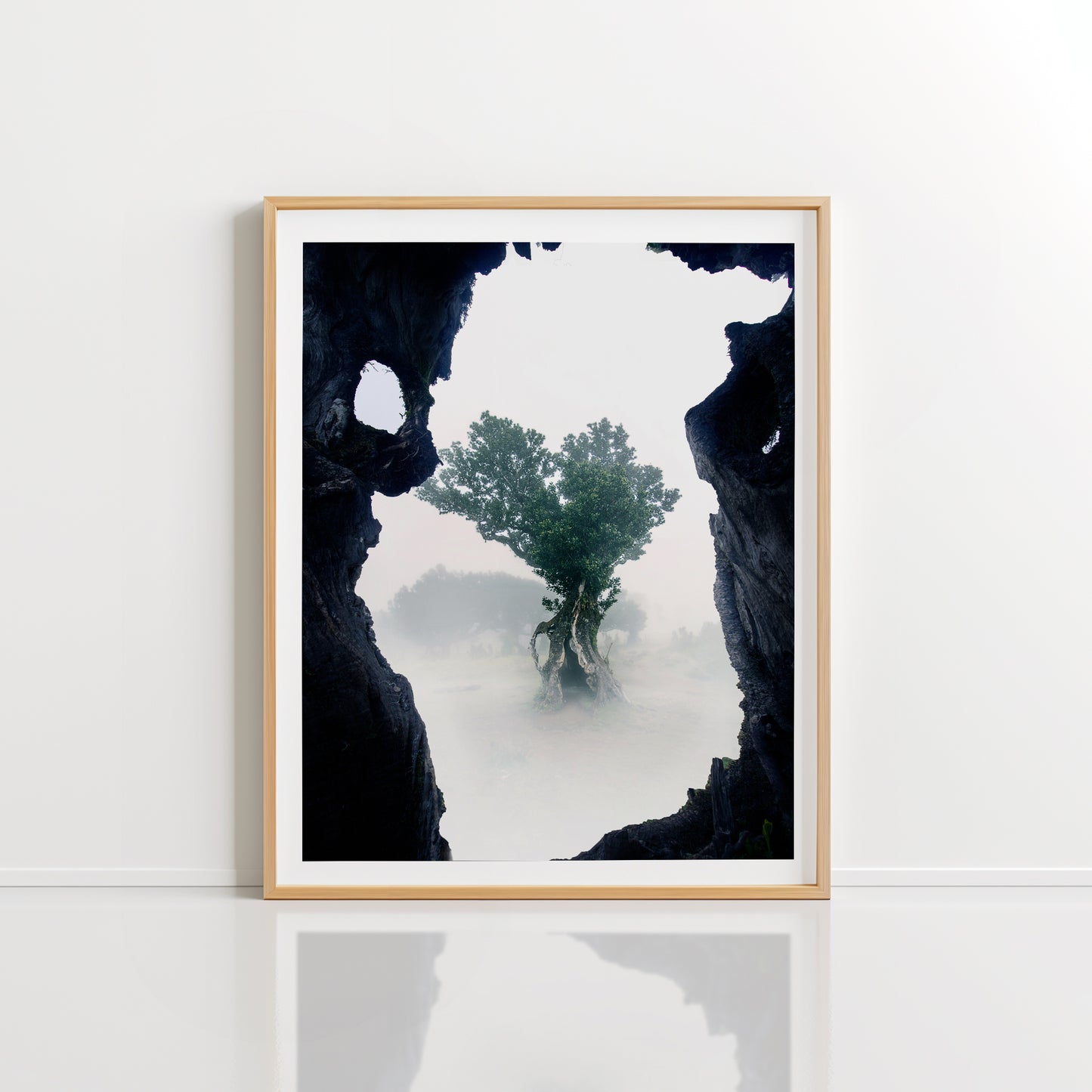 Ancient Forest