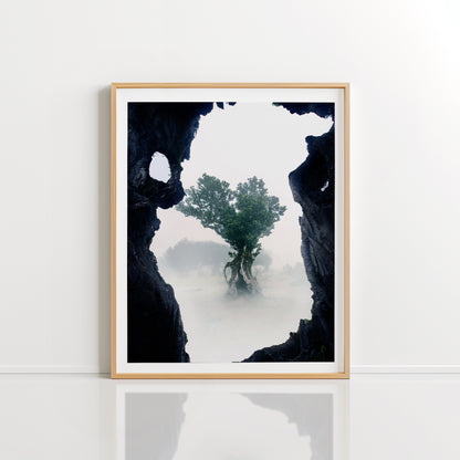 Ancient Forest