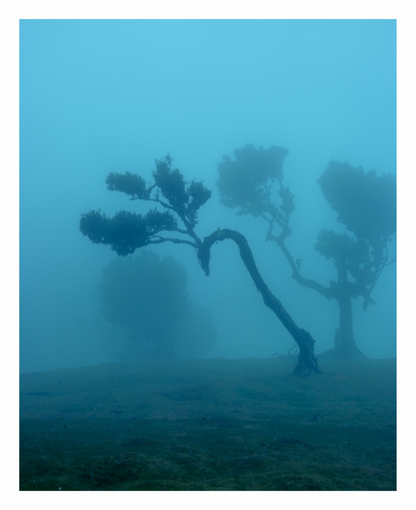 Main image Fanal Fog