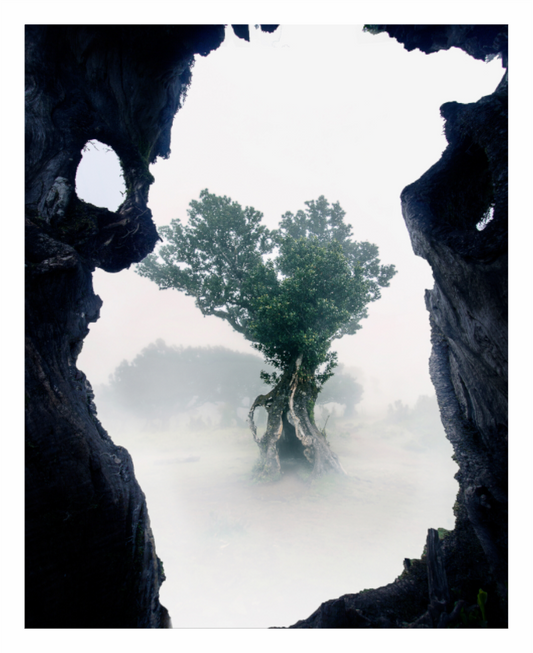 Main image Ancient Forest